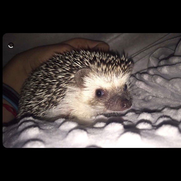 Meet your Posher, Pilar - Picture 1 of 1